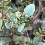 Image result for Osyris compressa