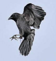 Birds Of A Feather 2019 Characters South Sound Critter Care Rescues 100 S Of Crows Every Year Some Of Them Are Characters With Very Distinctive Personali Raven Bird Crow Flying Crow Photography