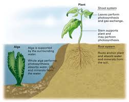 Adjacent cells of cortex have higher osmotic pressure. Chapter 19 Concept 19 1