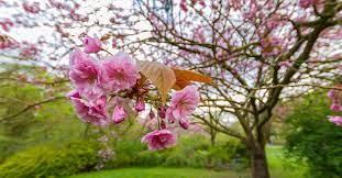 Maybe you would like to learn more about one of these? Everything You Need To Know About Kwanzan Cherry Trees This Old House