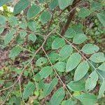 Image result for Cassia sieberiana