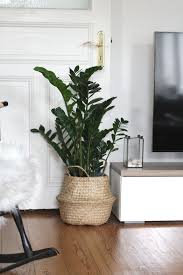 Ein merkmal der pflanze ist die auffallend schöne marmorierung der blätter. Decorationplants Ideenpflanzen Plantsplants Plants Plants Plants Bedroom Plants Apartment Plants Bohemian House Decor