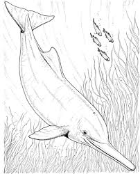 Realistic Dolphin Free Coloring Pages To Print Out Enjoy Coloring Dolphin Coloring Pages Coloring Pages To Print Coloring Pages