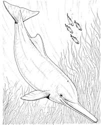 Keep your kids busy doing something fun and creative by printing out free coloring pages. Realistic Dolphin Coloring Pages Peepsburgh