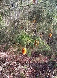 Department of agriculture hardiness zones 5 through 9, depending on the species. What Are Those Orange Slimy Growths In My Trees Spring Green Blog