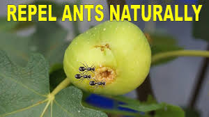 Check spelling or type a new query. Keep Ants Out Of Potted Plants Naturally With This Simple Trick Youtube