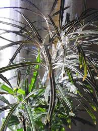 Image result for Plerandra