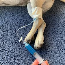 Why the Use of Intravenous Catheters are Gold Standard in Companion Animal  Euthanasia - CAETA