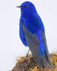 It is usually given to identify a subspecies. Aditya Chavan On Instagram Name Grandala Location Sikkim India Wildlife Hd Natgeo Discovery Hd Beautiful Birds Animals Animals Beautiful