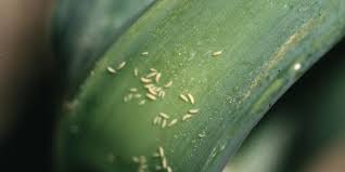 Image result for Onion Thrips