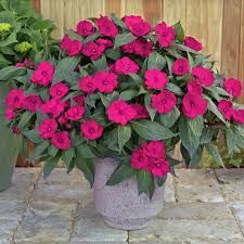 Image result for Impatiens salpinx