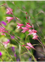 Image result for Tritonia