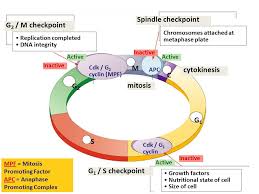 Here is the gist of it, the whole of interphase encompasses cell growth and cell division, this we know. Cell Cycle Ppt Download