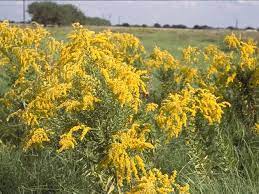 Tall Goldenrod Maryland Native Plant Native Plants Plants Texas Native Plants