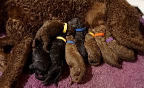 Poised, proud, and wickedly smart, the curly is a thinking person's. Curly Coated Retriever Puppies Petsyclopedia News