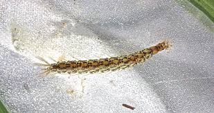 File Dineutus Sp Larva Jpg Wikipedia