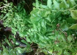 Image result for Lygodium microphyllum