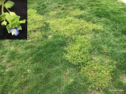 Maybe you would like to learn more about one of these? Spring Blooming Lawn And Garden Weeds A Focus On Winter Annual Identification And Management Gardening In Michigan