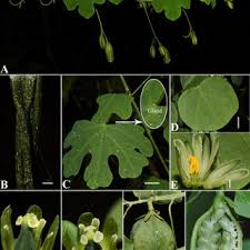 Image result for Harveya alectroides