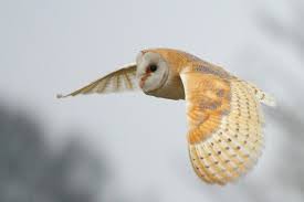 There are around 28 subspecies of we have gathered complete information on what do barn owls eat and listed down all the birds the major portion of barn owls diet consists of small mammals especially rodents like mice, rats. Barn Owl Norfolk Wildlife Trust