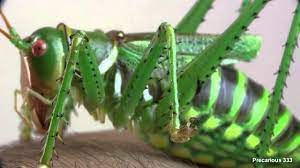 Neobarrettia spinosa (Giant Texas Katydid) adult female - YouTube