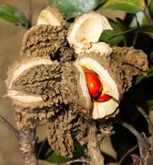 Image result for Bersama lucens