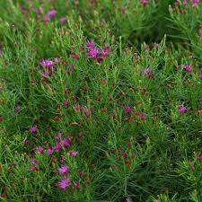 Image result for Vernonia smithiana
