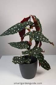 Begonia Maculata Care How To Grow Polka Dot Begonia Smart Garden Guide Begonia Maculata Begonia House Plant Care