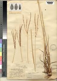 Image result for Digitaria milanjiana