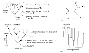 Phylogenetic Tree An Overview Sciencedirect Topics