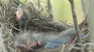 Baby Bird Hatching Egg Stock Video Footage 4k And Hd Video Clips Shutterstock