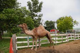 This will depend on your area's exotic livestock laws and what the town/county you keep it in has on the books as far as zoning for large livestock. Barn Stahl Farm Barn Stahl Farm Iowa S Petting Zoo