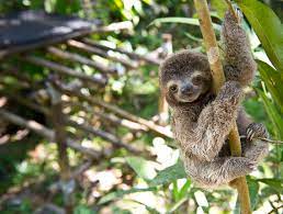 Animals Lol Biomes