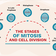 What happens in the five stages of mitosis? The Stages Of Mitosis And Cell Division