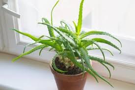 Aloe vera is a great low maintenance plant that will thrive in a sunny window. 12 Houseplants That Can Tolerate Direct Sunlight Urban Garden Gal