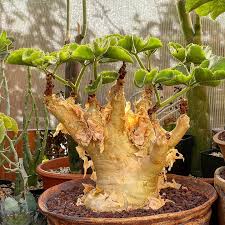 Image result for Cyphostemma congestum