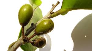 Image result for Celastraceae