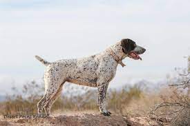German shorthaired pointer puppies available for sale in california from top breeders and individuals. Desert Point S Molly Desert Point Kennels 209 256 4853