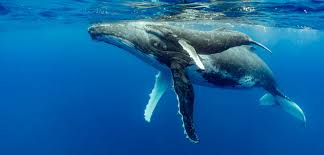 Humpback whales live in all oceans around the world. On Knowing The Winged Whale Hakai Magazine