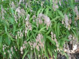 Image result for Chasmanthium latifolium