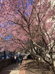 Maybe you would like to learn more about one of these? Spring Flowers In Dc Picture Of The Hay Adams Washington Dc Tripadvisor