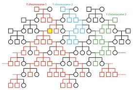 The biblical genealogy chart, family tree from adam to jesus, books of the bible timeline chart, great gift for pastors. Mitochondrial Eve Y Chromosome Adam And Reasons To Believe Articles Biologos