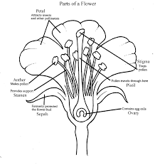 Try to color flower pictures to unexpected colors! Parts Of A Plant Coloring Page Coloring Home