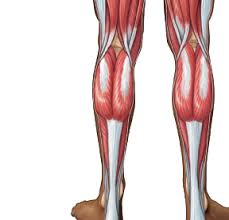 Regulates body activities using hormones. Https Www Pearsonhighered Com Assets Samplechapter 0 1 3 4 013439495x Pdf