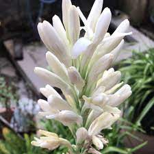 Pontianak harum sundal malam 2 is the sequel to the movie of the same title in 2004. Harum Sundal Malam Tuberoses Home Facebook