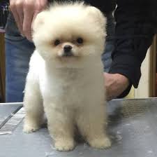Satilik Pomeranian Sahibinden Satilik Pomeranian Usak Yavru Pomeranian Kopek Sahiplendirme