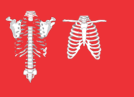 A typical human ribcage consists of 24 ribs, the sternum, costal cartilages, and the 12 thoracic vertebrae. Skeleton Ribs Anatomy Free Vector Graphic On Pixabay
