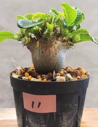 Image result for Monadenium pseudoracemosum