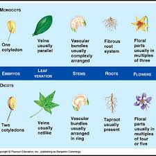 Pin On Biology Is Refreshing