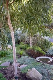 Image result for Eucalyptus citriodora